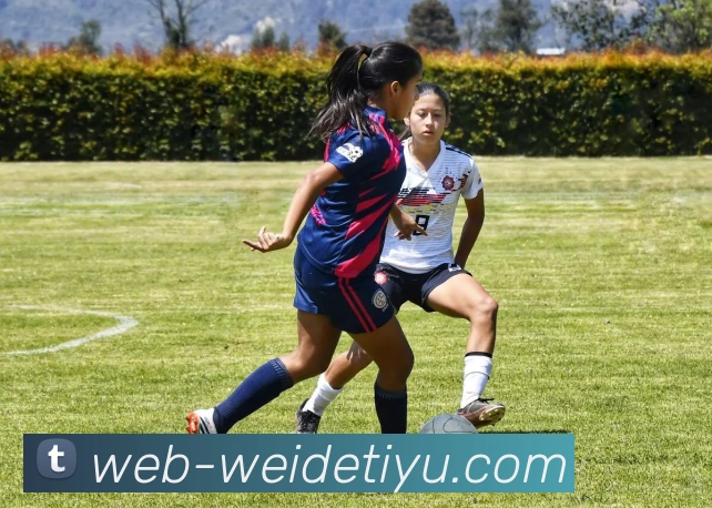 伟德体育平台生态图